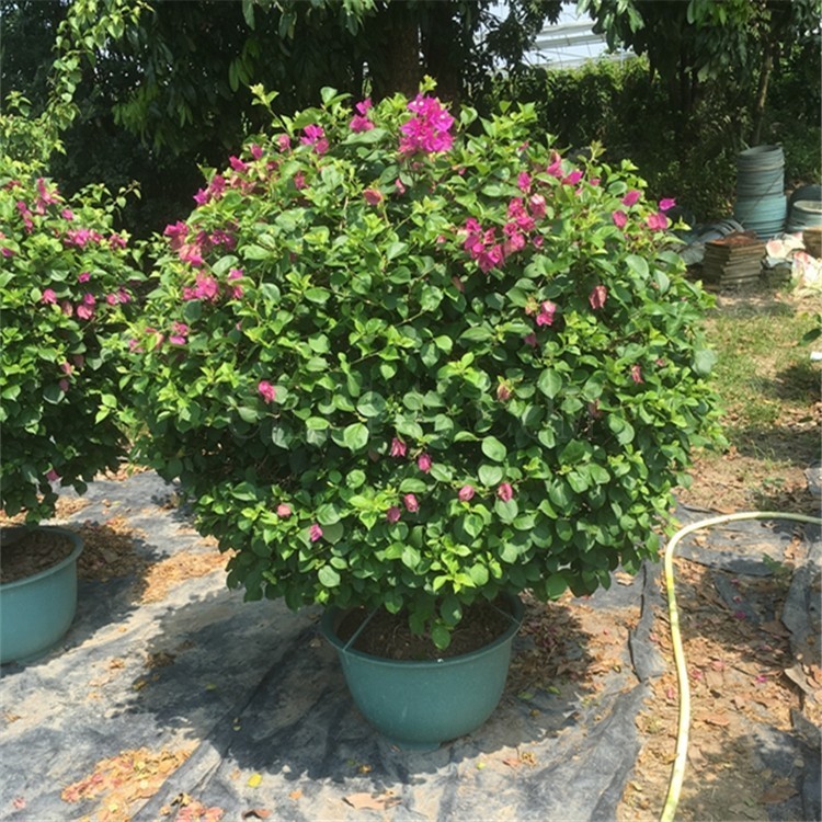 漳州三角梅园艺盆栽